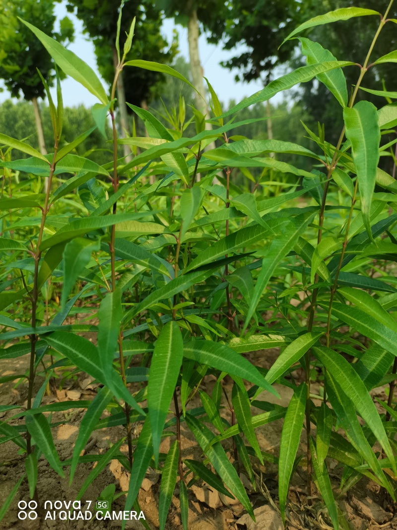 杠柳，冰川红叶，紫花荆条