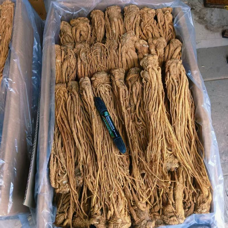 甘肃当归干货药性韩走货全国规格齐全价格美丽欢迎询价