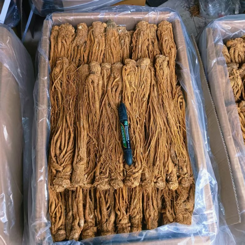 甘肃当归干货药性韩走货全国规格齐全价格美丽欢迎询价