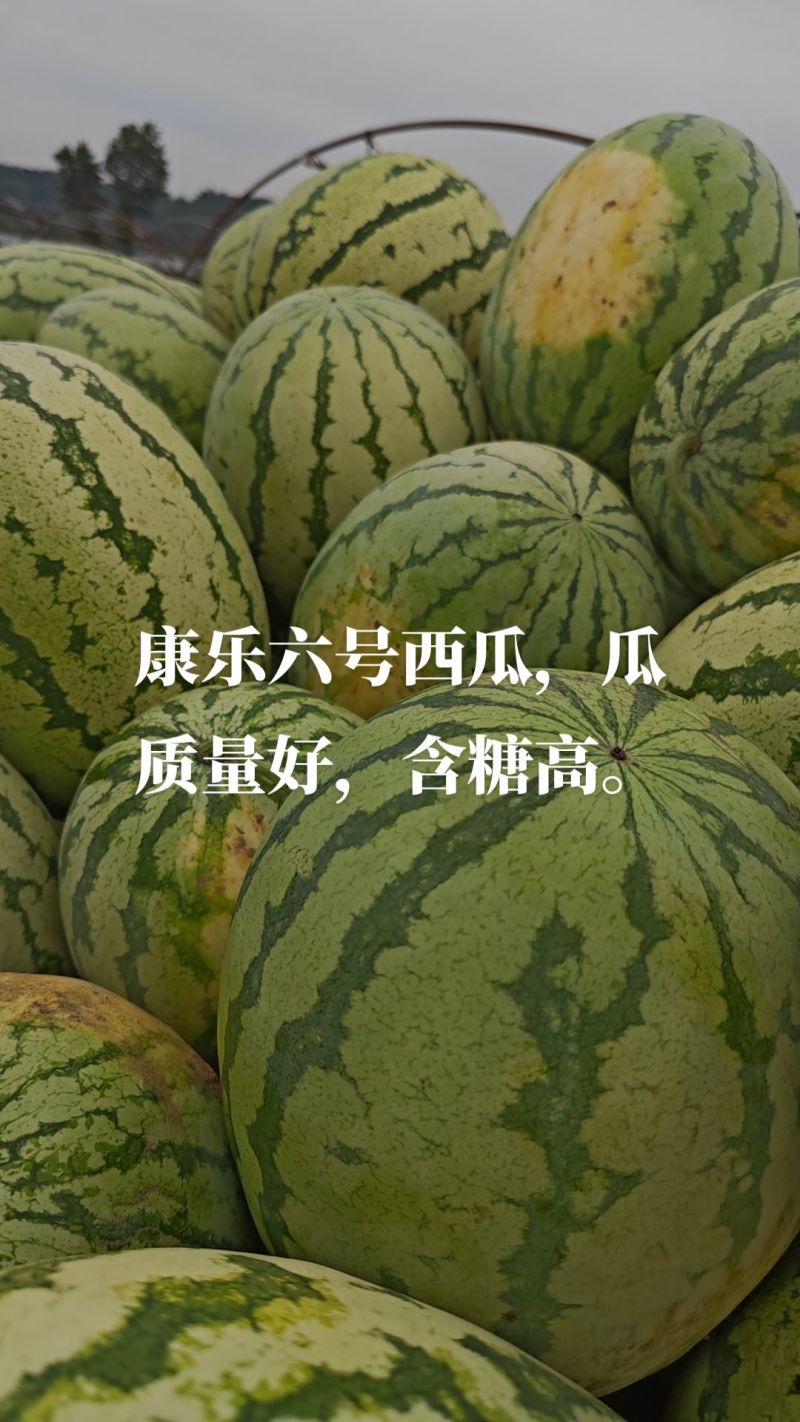 金花一号
