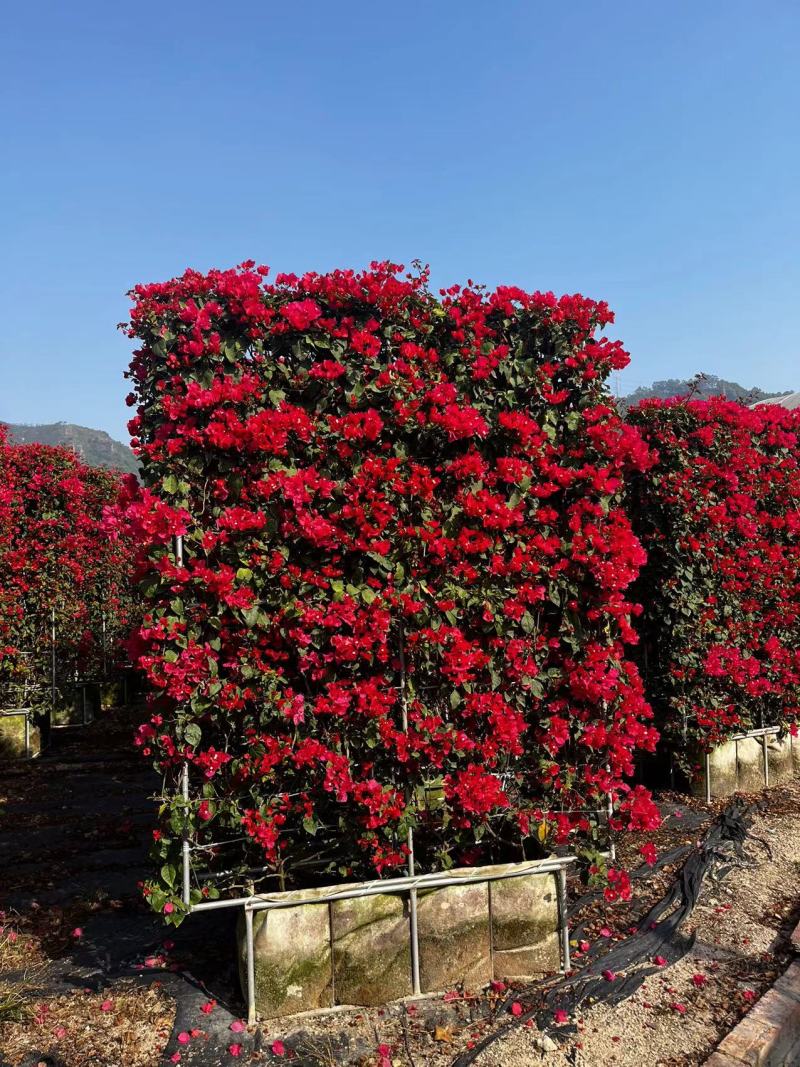 三角梅造型造景专用，花墙柱子心型动物造型，基地直发