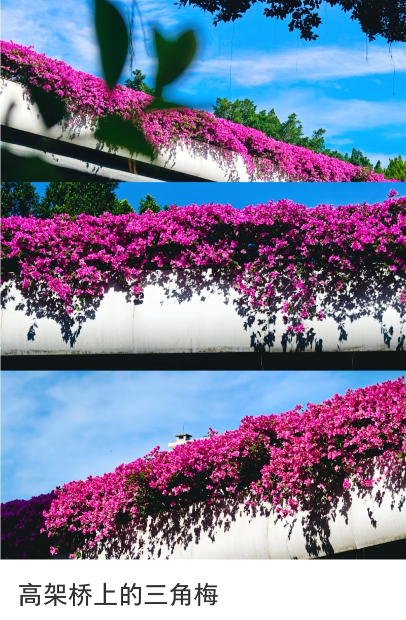 三角梅造型造景专用，花墙柱子心型动物造型，基地直发