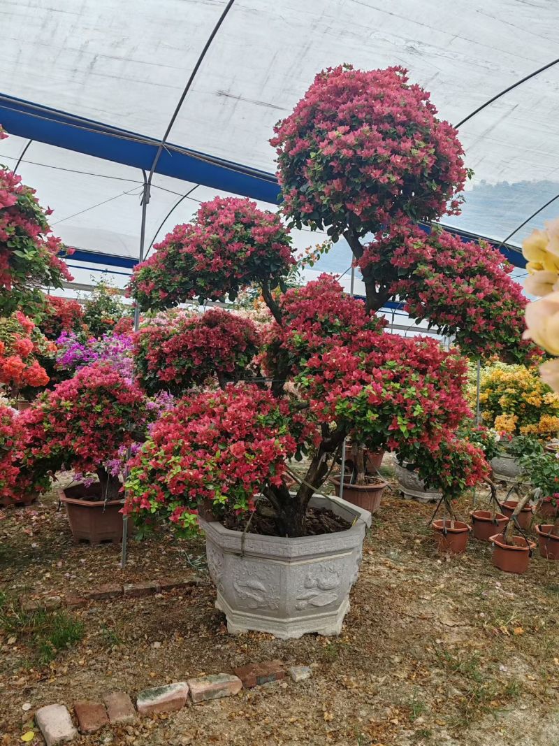 三角梅造型造景专用，花墙柱子心型动物造型，基地直发