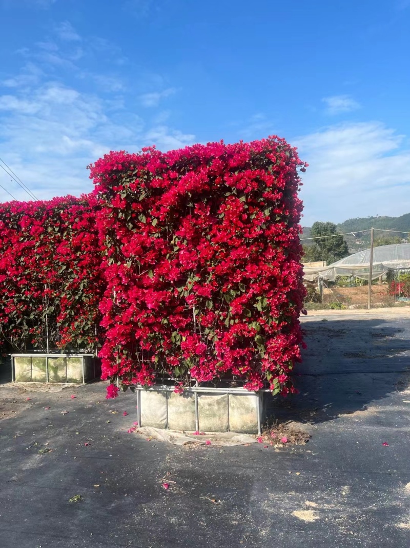 三角梅造型造景专用，花墙柱子心型动物造型，基地直发