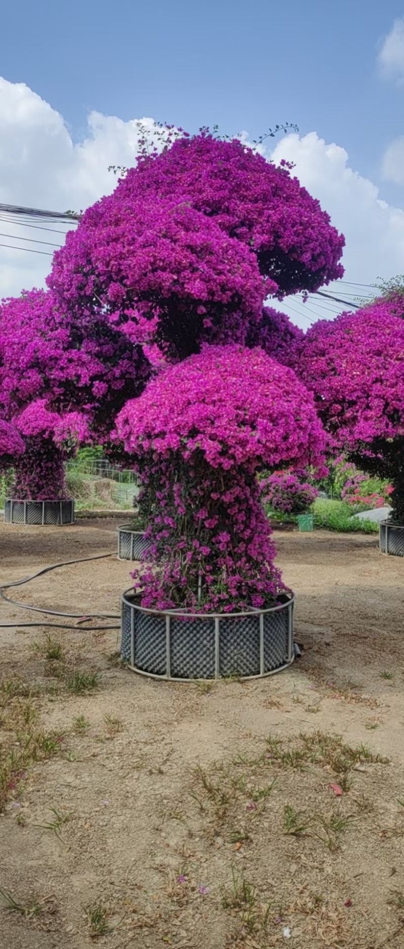 三角梅造型造景专用，花墙柱子心型动物造型，基地直发