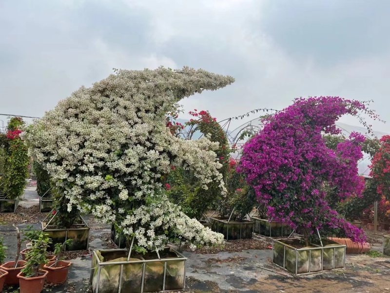 三角梅造型造景专用，花墙柱子心型动物造型，基地直发