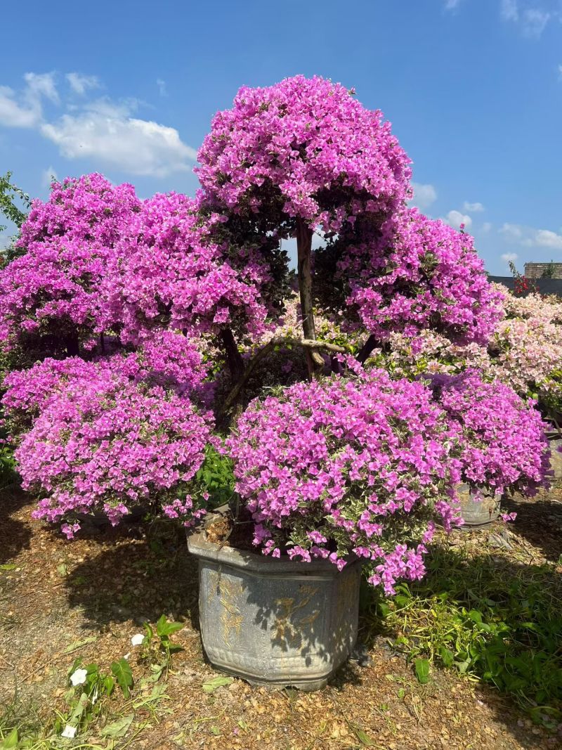 三角梅造型造景专用，花墙柱子心型动物造型，基地直发