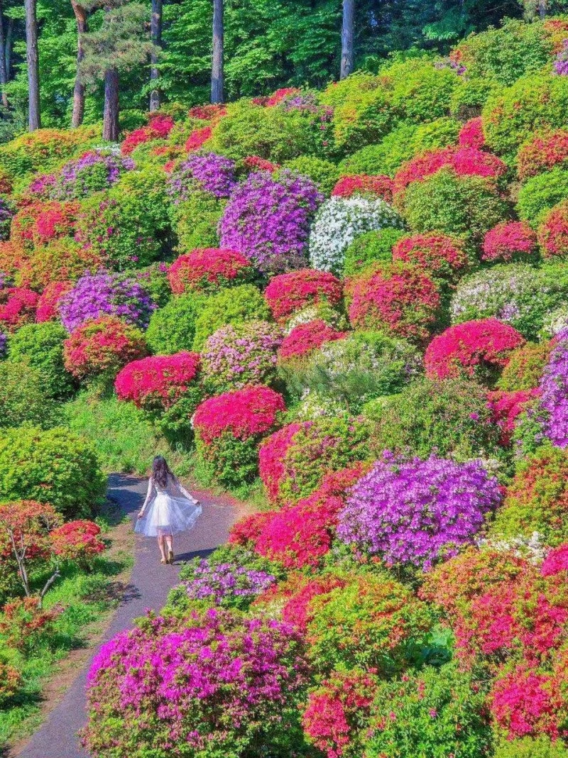 三角梅造型造景专用，花墙柱子心型动物造型，基地直发