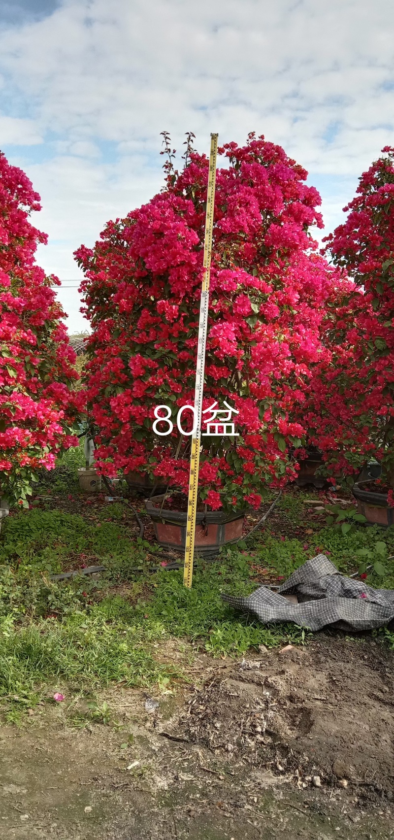 三角梅造型造景专用，花墙柱子心型动物造型，基地直发