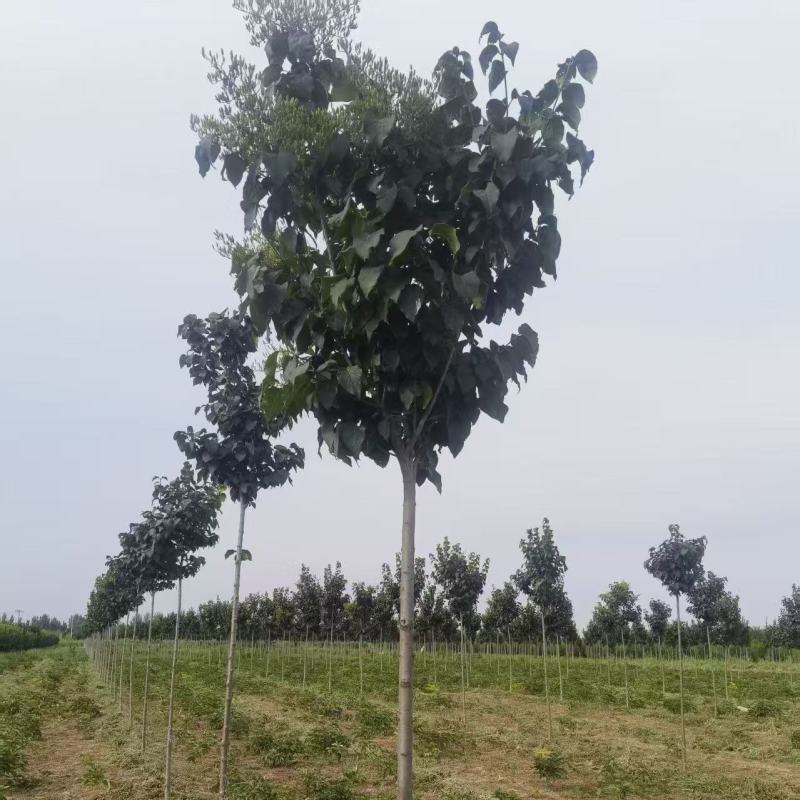 象牙段白花丁香