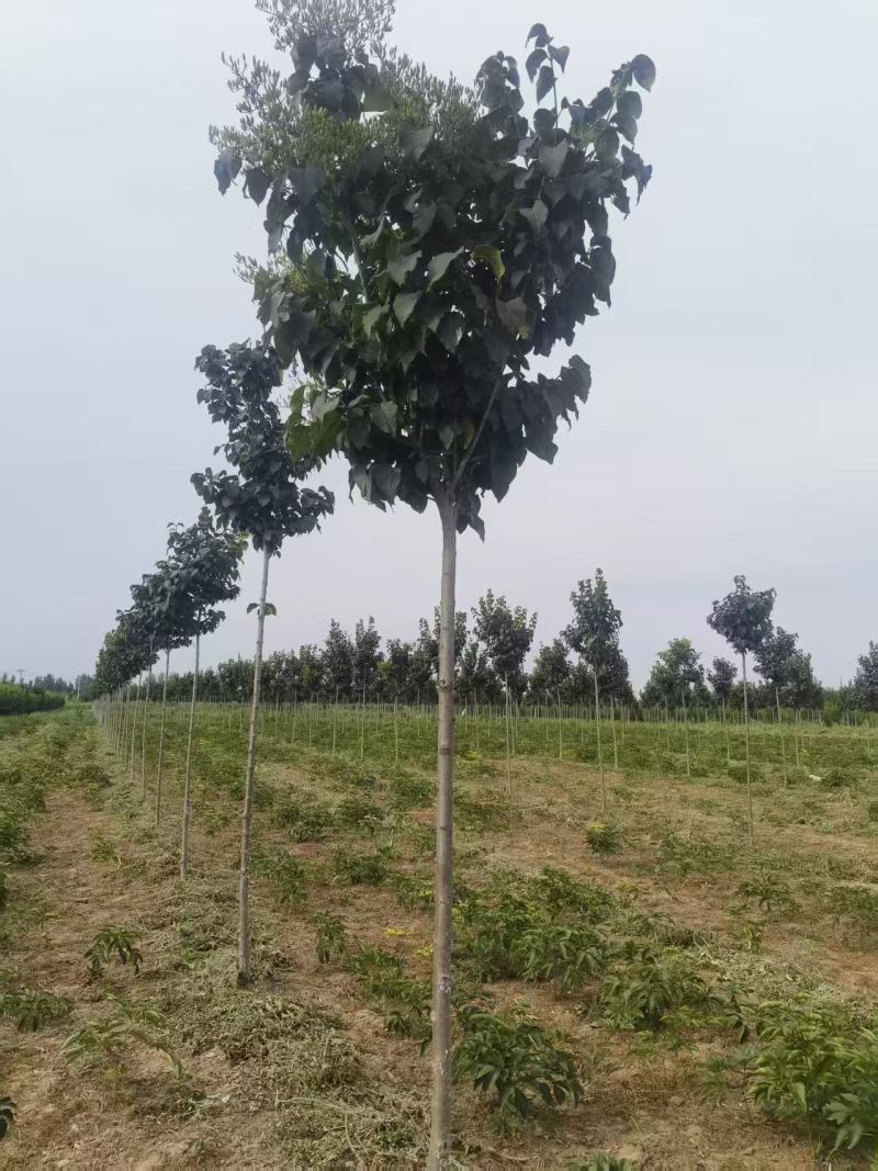 象牙段白花丁香