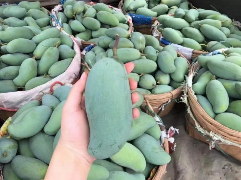 百色桂七芒果