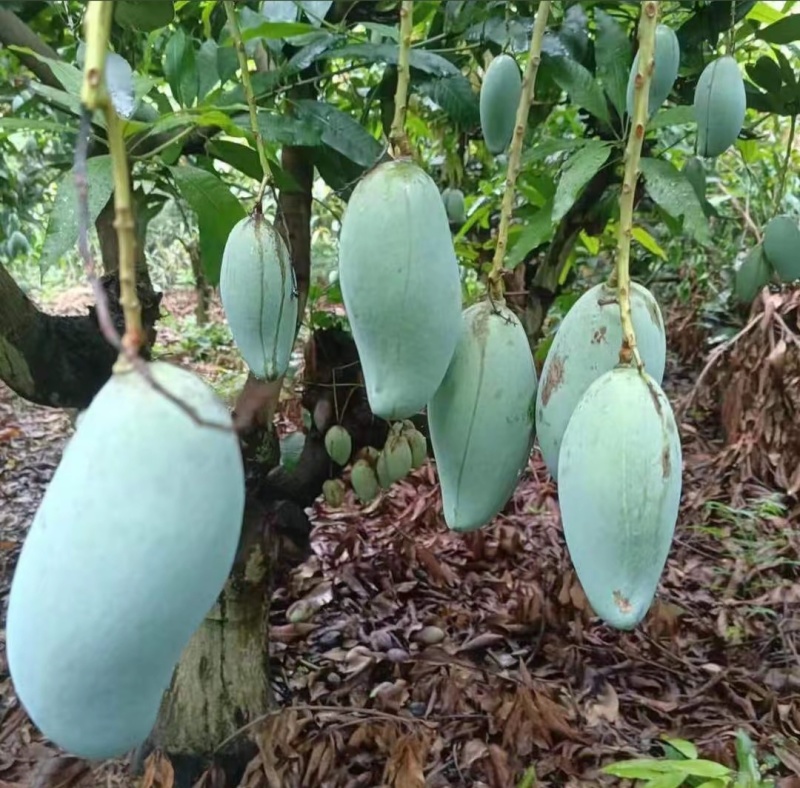 百色桂七芒果
