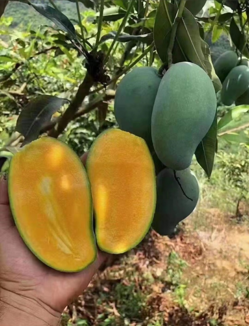 百色桂七芒果