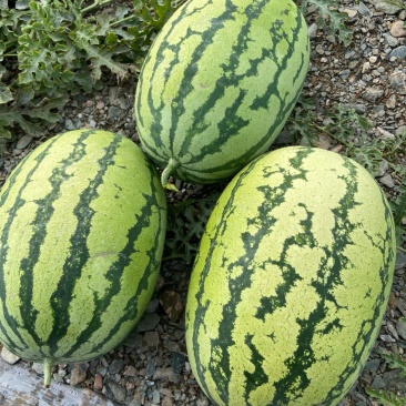 【金花1号】宁夏中卫西瓜/产地直发/质量三包/对接全国