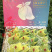 【现货】桂七芒果大青芒果一件代发源头非贵妃金煌芒果供直播