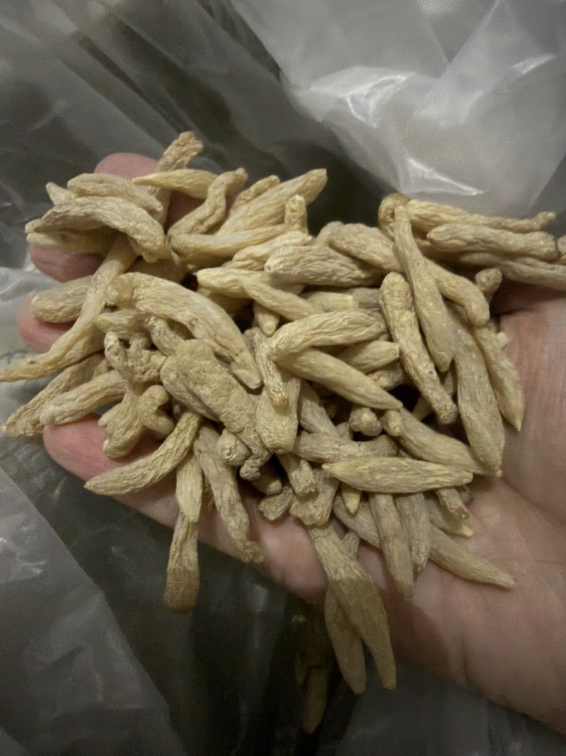 特级麦冬