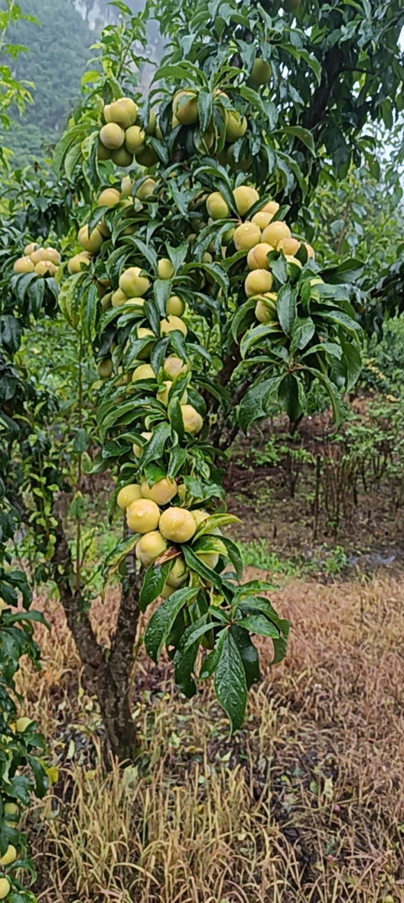 古木香脆李