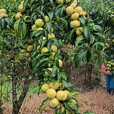 古木香脆李
