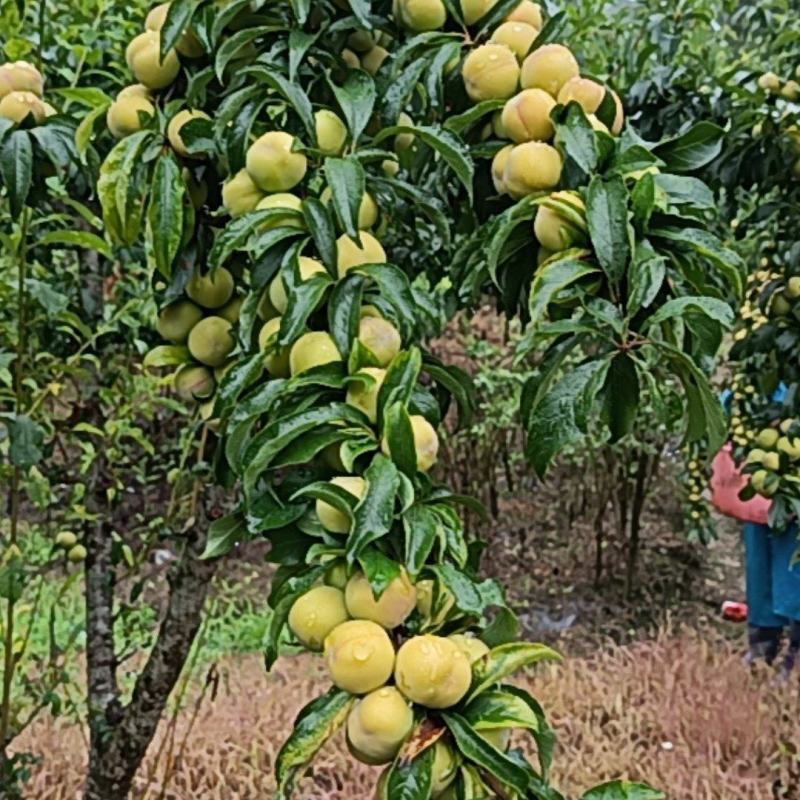 古木香脆李