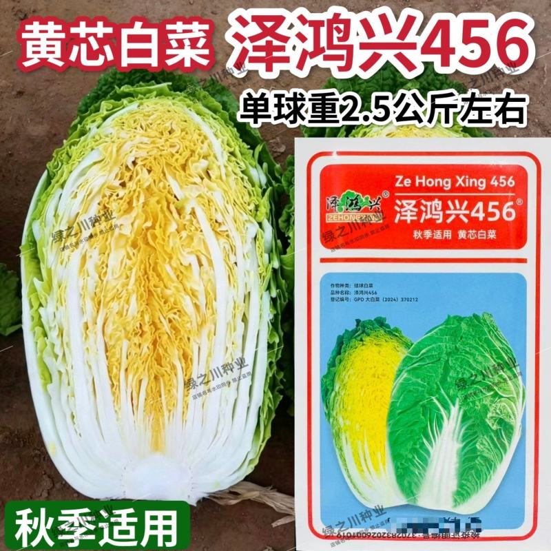 泽鸿兴456大白菜种子黄芯大白菜种子中熟秋季抗病杂交黄心