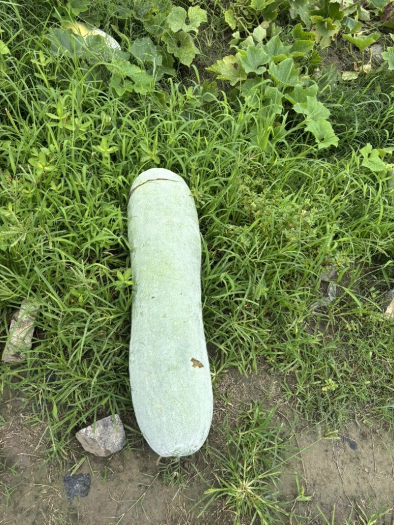 慈溪西三沿海白皮冬瓜需要的联系