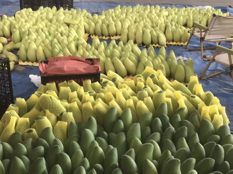 大金煌芒果黄皮源头供应一件代发市场代收代办实力靠谱