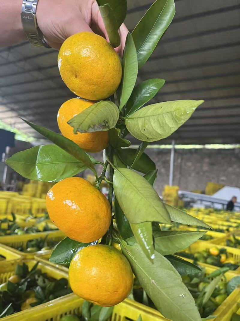 云南精品特早蜜橘大量上市品质保证量大从优一手货源