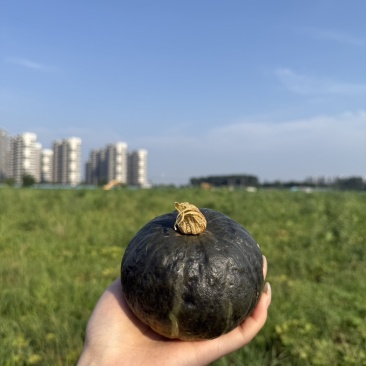 贝贝南瓜
