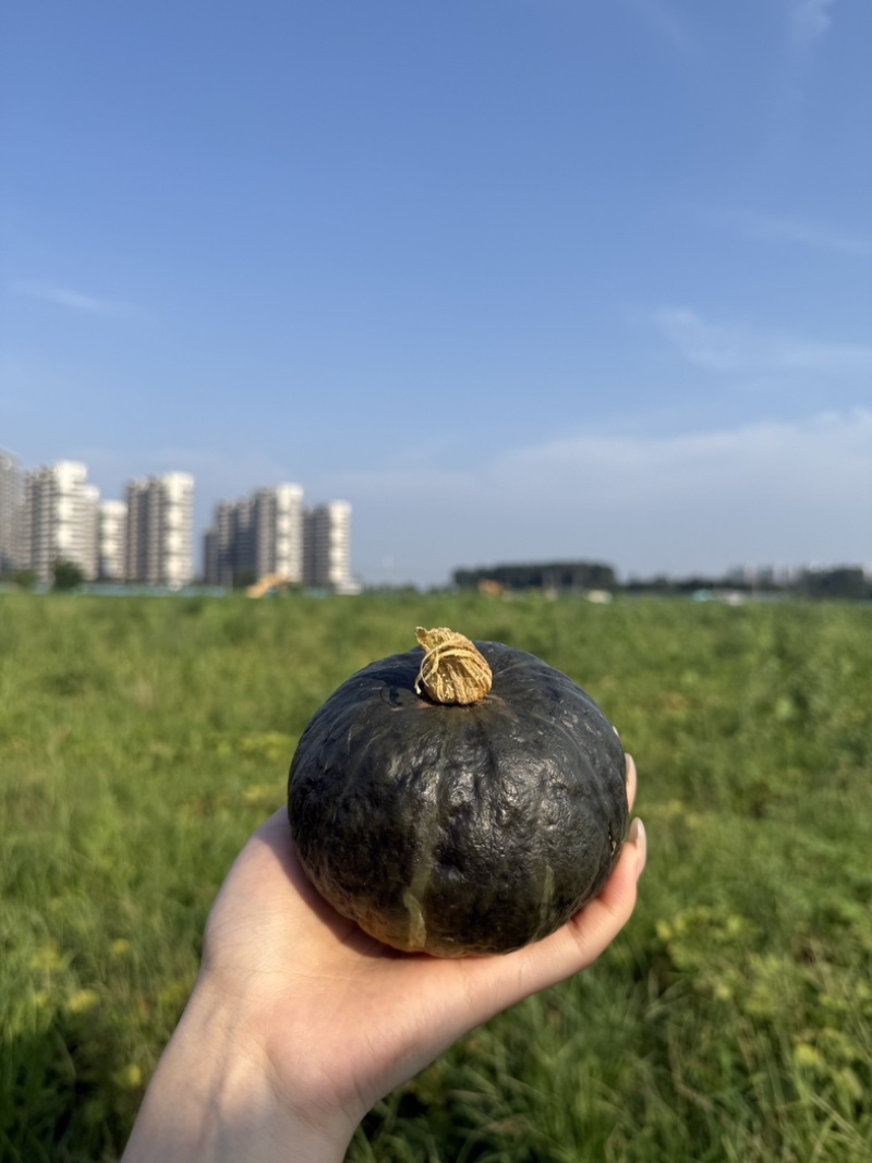 贝贝南瓜