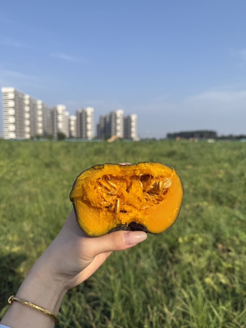 贝贝南瓜