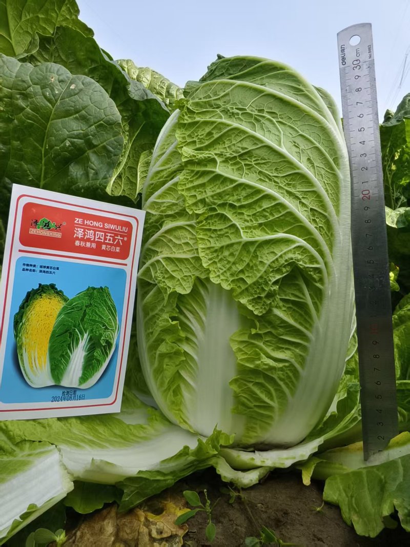 泽鸿兴456大白菜种子黄芯大白菜种子中熟秋季抗病杂交黄心