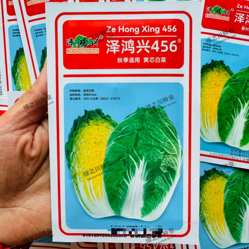 泽鸿兴456大白菜种子黄芯大白菜种子中熟秋季抗病杂交黄心