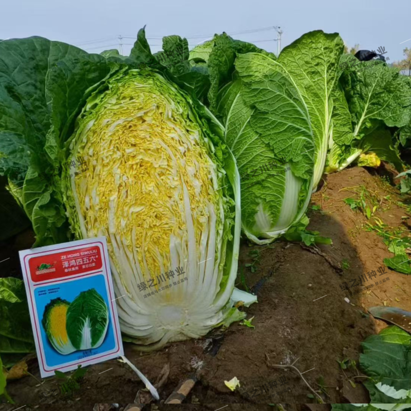 泽鸿兴456大白菜种子黄芯大白菜种子中熟秋季抗病杂交黄心