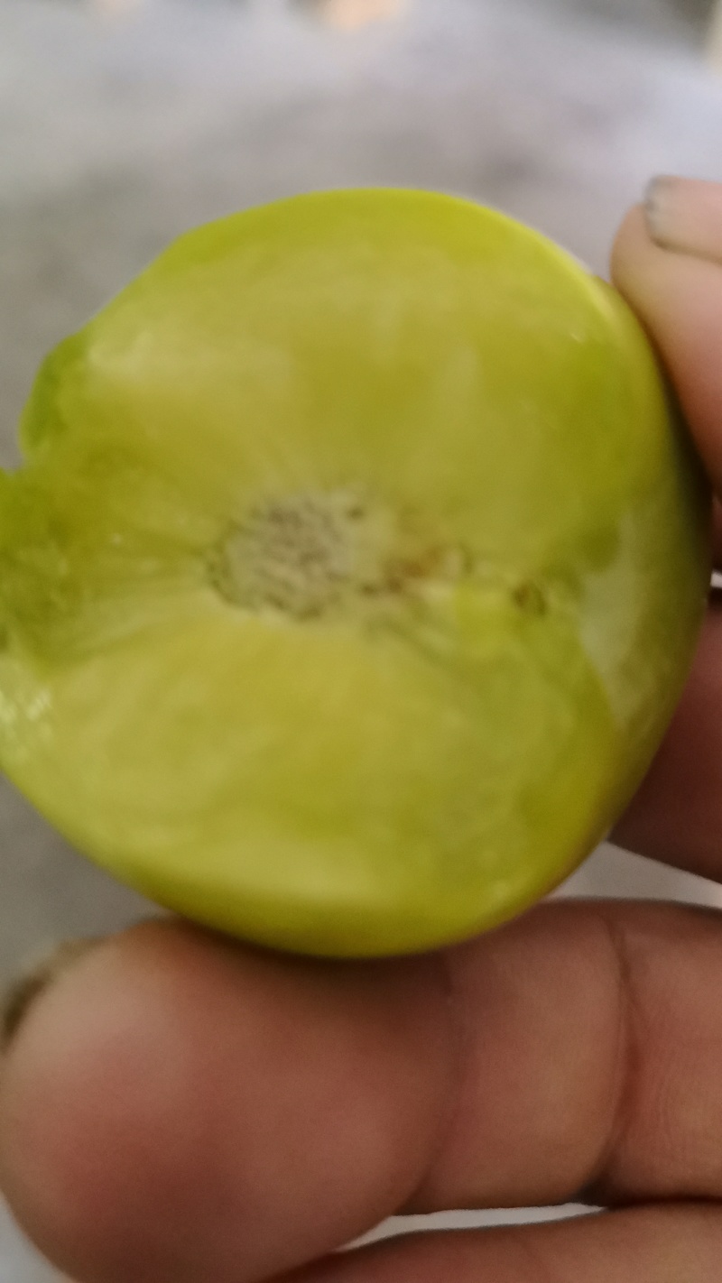 青脆李大量上市，色香味俱全，毛毛雨