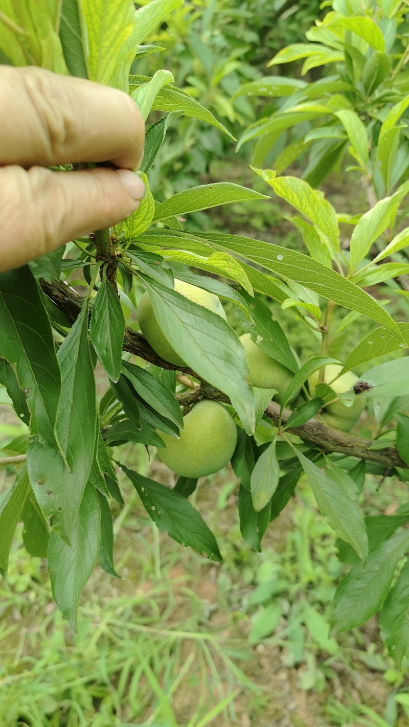 青脆李大量上市，色香味俱全，毛毛雨