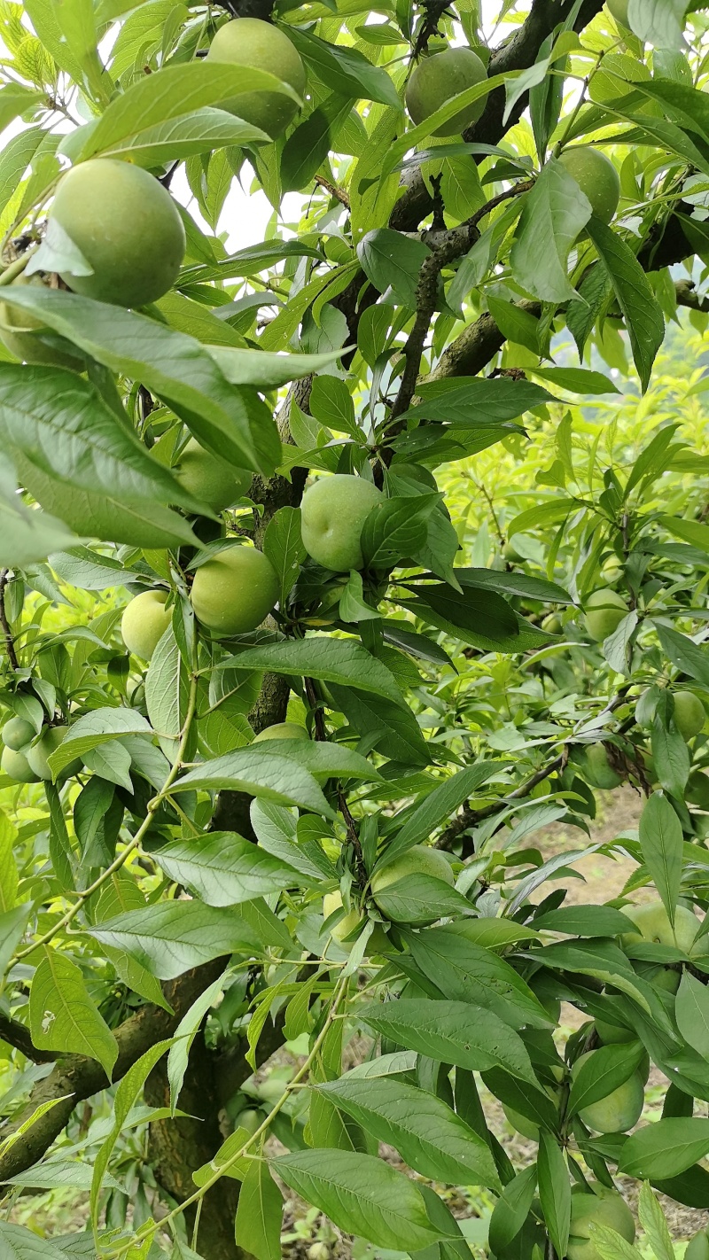 青脆李大量上市，色香味俱全，毛毛雨