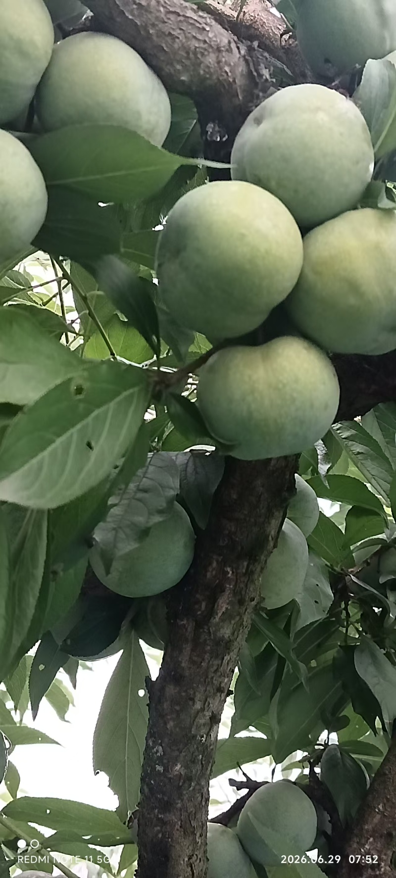 青脆李大量上市，色香味俱全，毛毛雨
