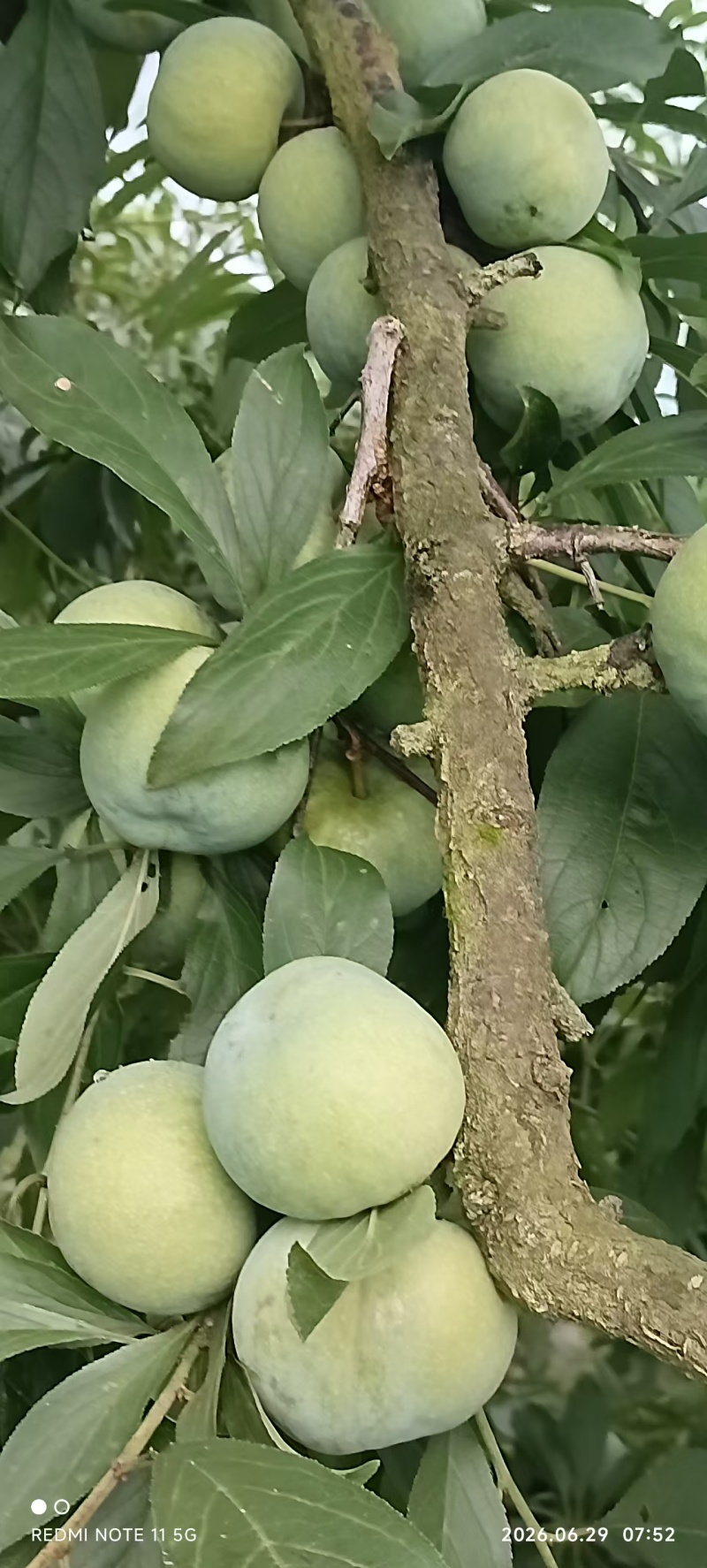 青脆李大量上市，色香味俱全，毛毛雨