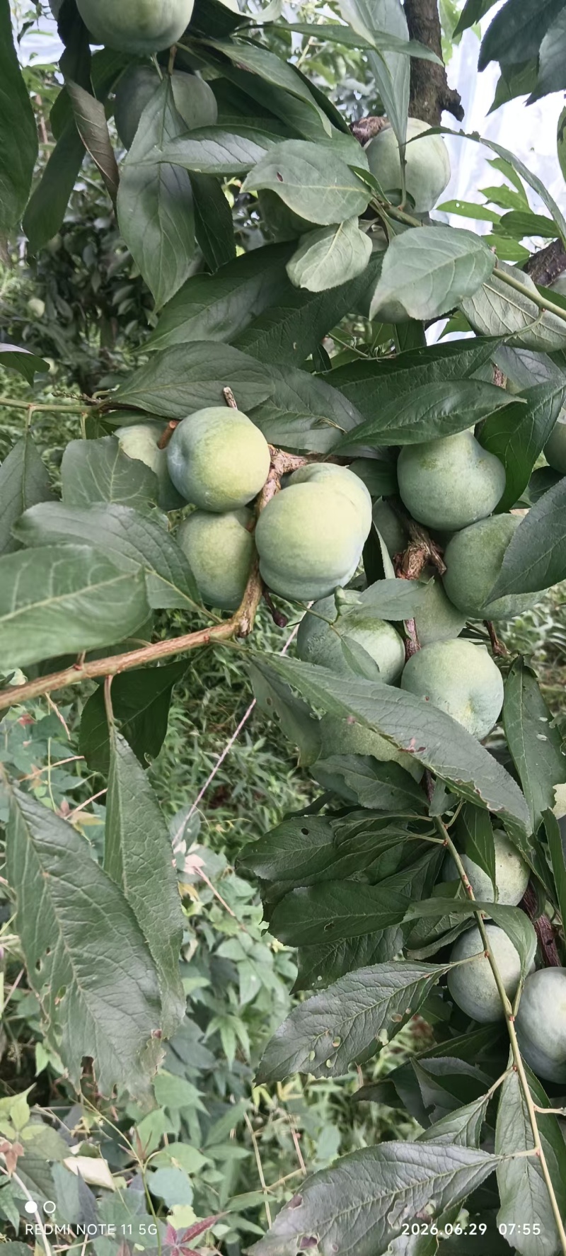 青脆李大量上市，色香味俱全，毛毛雨