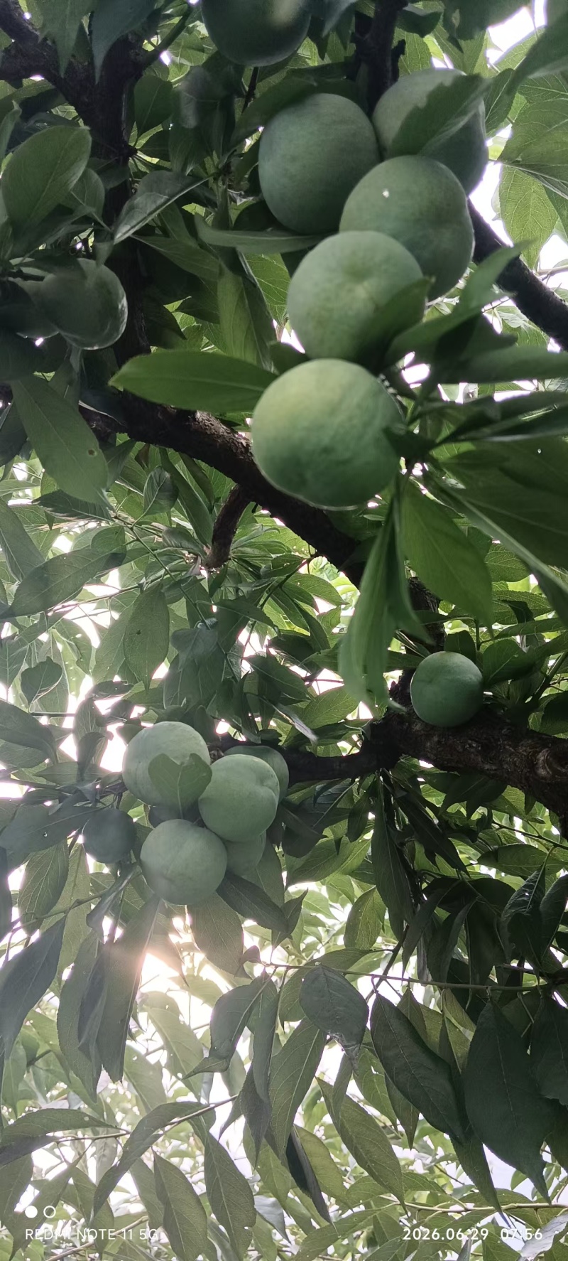 青脆李大量上市，色香味俱全，毛毛雨