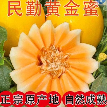甘肃民勤蜜瓜黄河甜瓜哈密瓜一件代发包邮产地批发装车代收