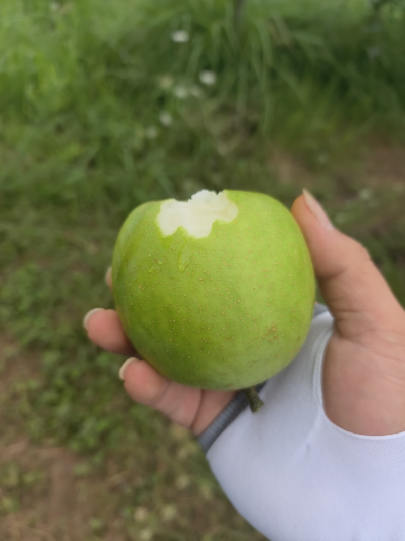 翠冠梨。大基地，价格美丽