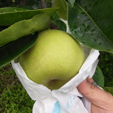 翠冠梨。大基地，价格美丽