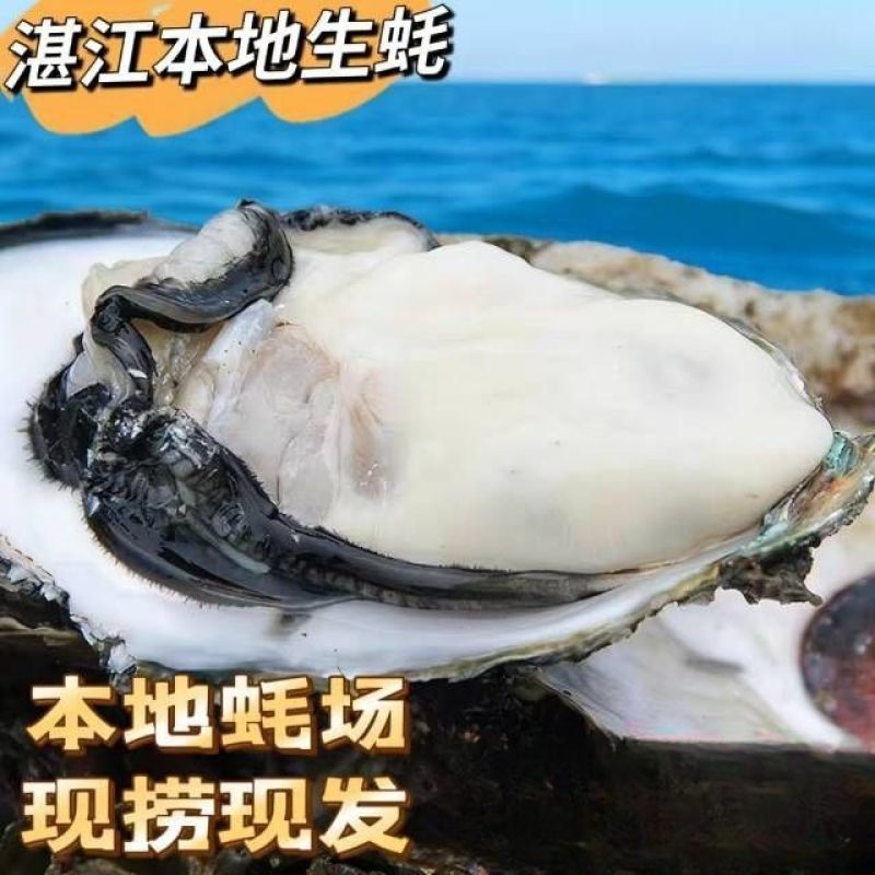 湛江特产生蚝官渡本地鲜活生蚝新鲜带壳海鲜水产正宗批发冰鲜发货