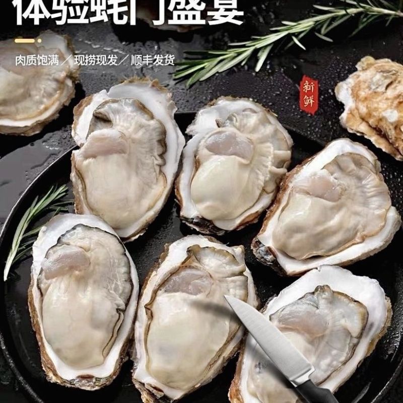湛江特产生蚝官渡本地鲜活生蚝新鲜带壳海鲜水产正宗批发冰鲜发货