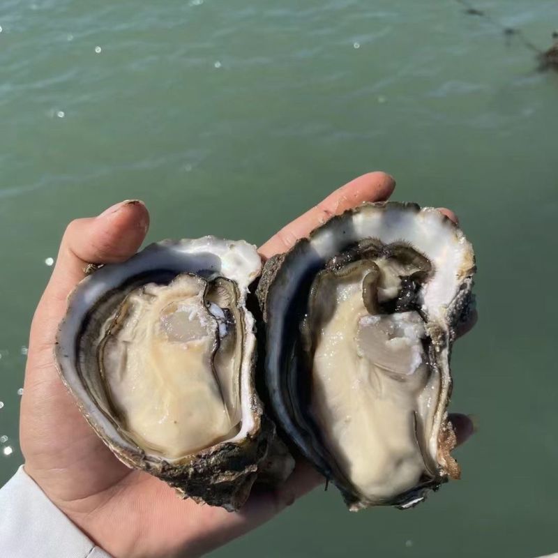 湛江特产生蚝官渡本地鲜活生蚝新鲜带壳海鲜水产正宗批发冰鲜发货