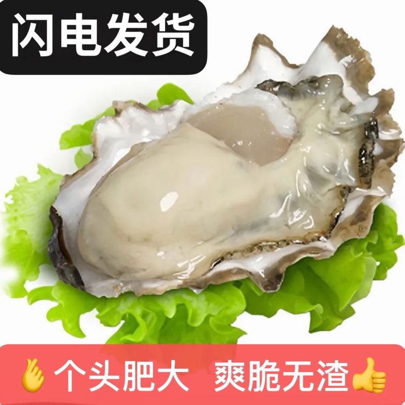 湛江特产生蚝官渡本地鲜活生蚝新鲜带壳海鲜水产正宗批发冰鲜发货