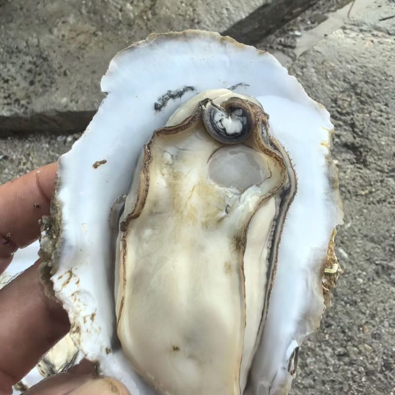 湛江特产生蚝官渡本地鲜活生蚝新鲜带壳海鲜水产正宗批发冰鲜发货