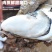 湛江特产生蚝官渡本地鲜活生蚝新鲜带壳海鲜水产正宗批发冰鲜发货